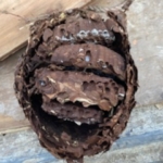 スズメバチの巣　断面