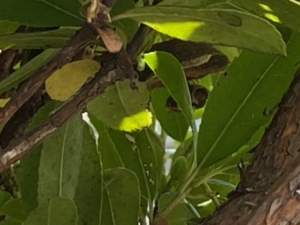 イチゴの木にスズメバチの巣